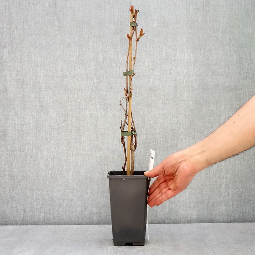 Vitis vinifera Picurka 1.5L/2L pot, Clump sample as delivered in spring