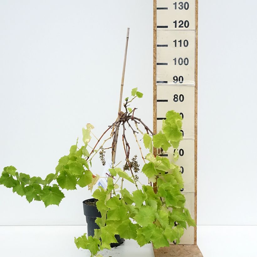 Vitis vinifera Picurka 7.5L/10L pot, Standard sample as delivered in summer