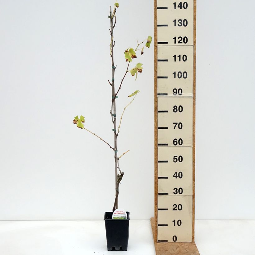 Vitis vinifera Regina dei Vigneti - Grape vine 1.5L/2L pot sample as delivered in autumn