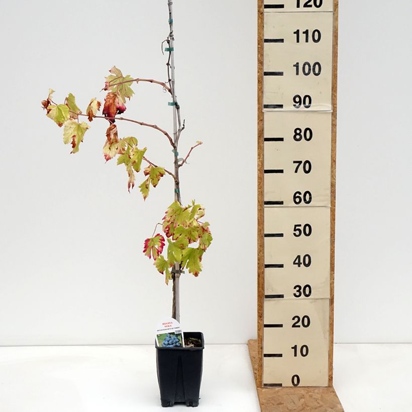 Vitis vinifera Regina Nera - Grapevine 1.5L/2L pot sample as delivered in autumn