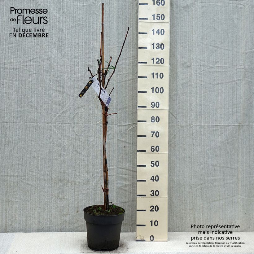 Vitis vinifera Rhea 7.5L/10L pot sample as delivered in winter