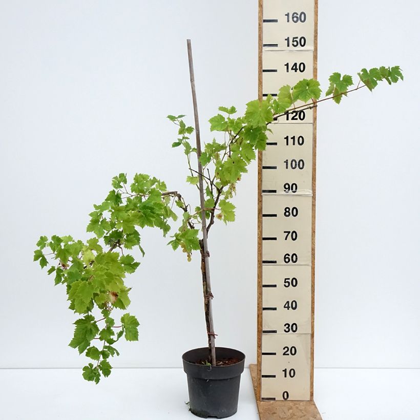 Vitis vinifera Rhea 7.5L/10L pot, Standard sample as delivered in summer