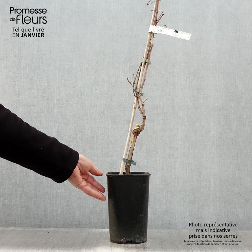 Vitis vinifera Roi des Précoces - Grape Vine 2L/3L pot sample as delivered in winter
