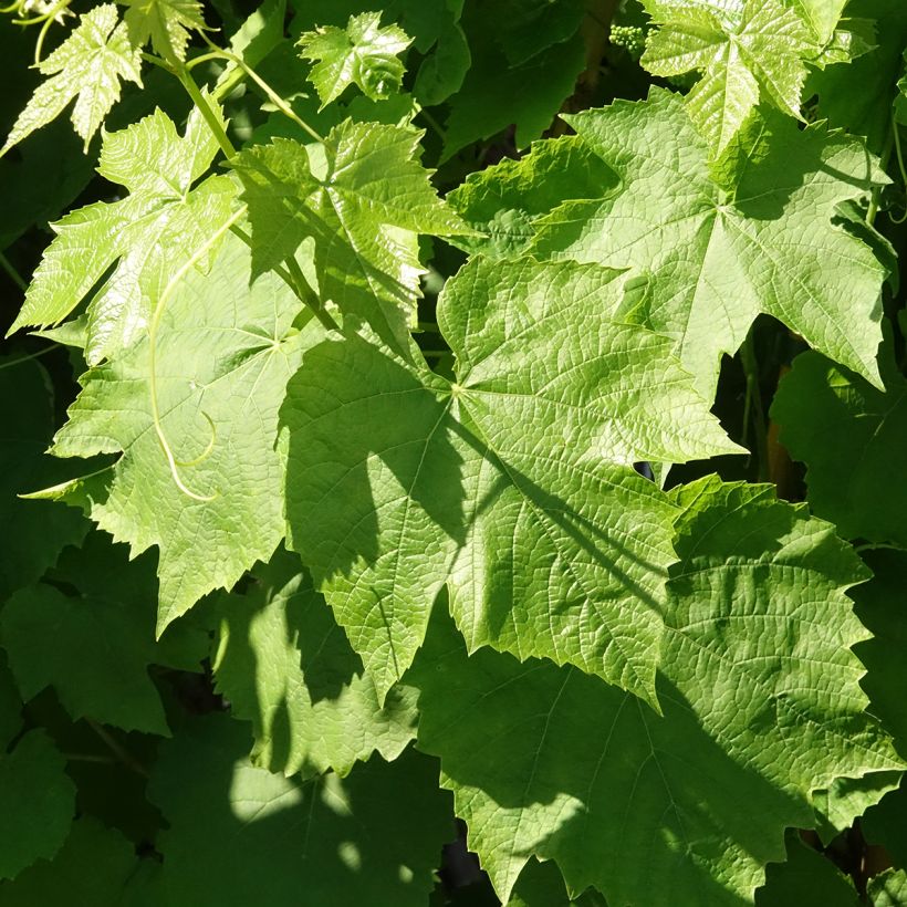 Vitis labrusca x vinifera Topazia - Dessert Grape (Foliage)