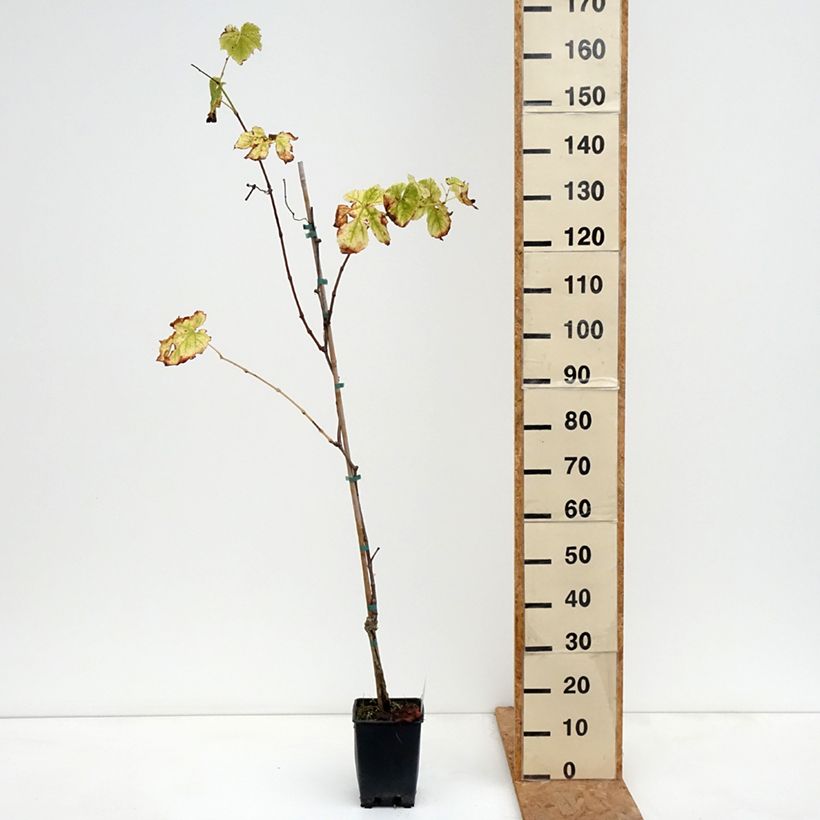 Vitis labrusca x vinifera Topazia - Dessert Grape 3L/4L pot sample as delivered in autumn