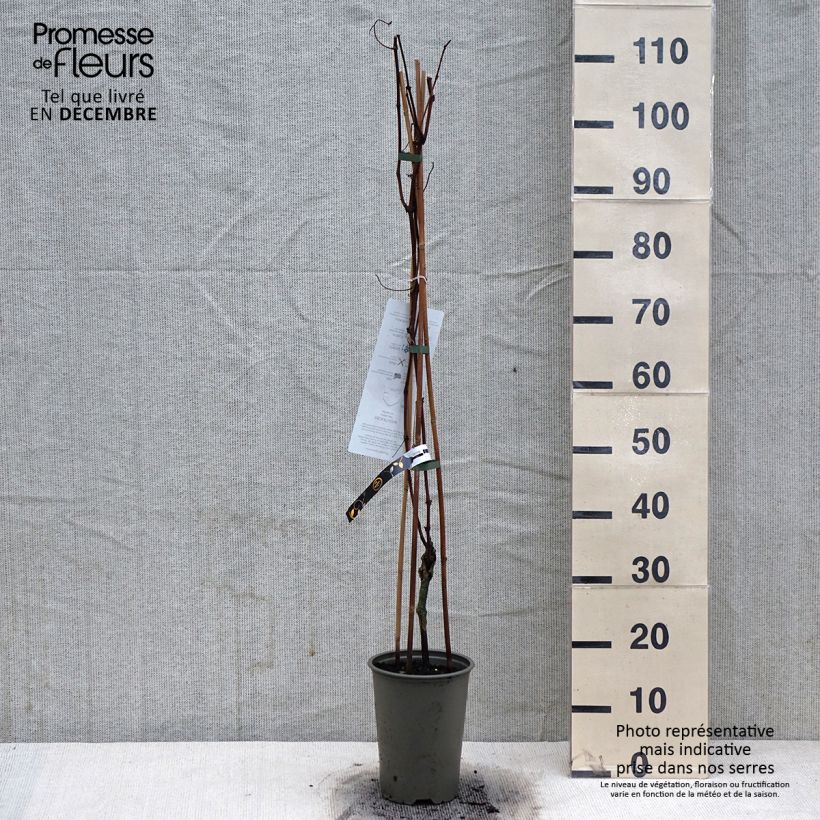 Vitis vinifera Vanessa 2L/3L pot sample as delivered in winter