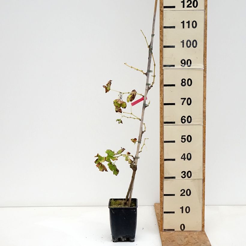 Vitis vinifera Victoria - Grape vine 1.5L/2L pot sample as delivered in autumn