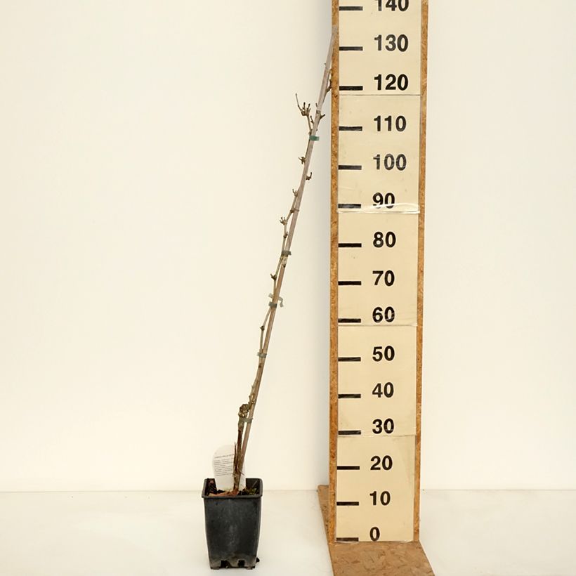 Vitis vinifera Delizia di Vaprio - Grape vine 3L/4L pot sample as delivered in autumn