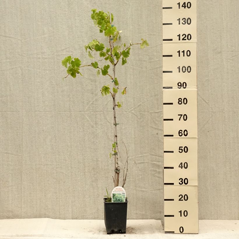 Vitis vinifera Delizia di Vaprio - Grape vine 3L/4L pot sample as delivered in summer