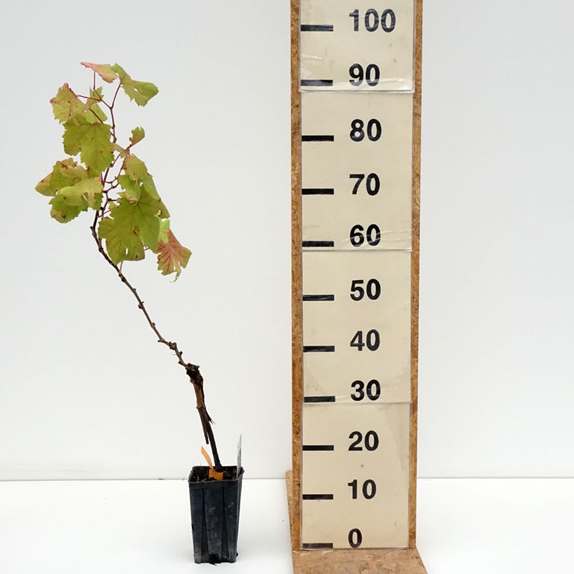 Vitis vinifera Dolcetto - Grape vine 1.5L/2L pot sample as delivered in summer