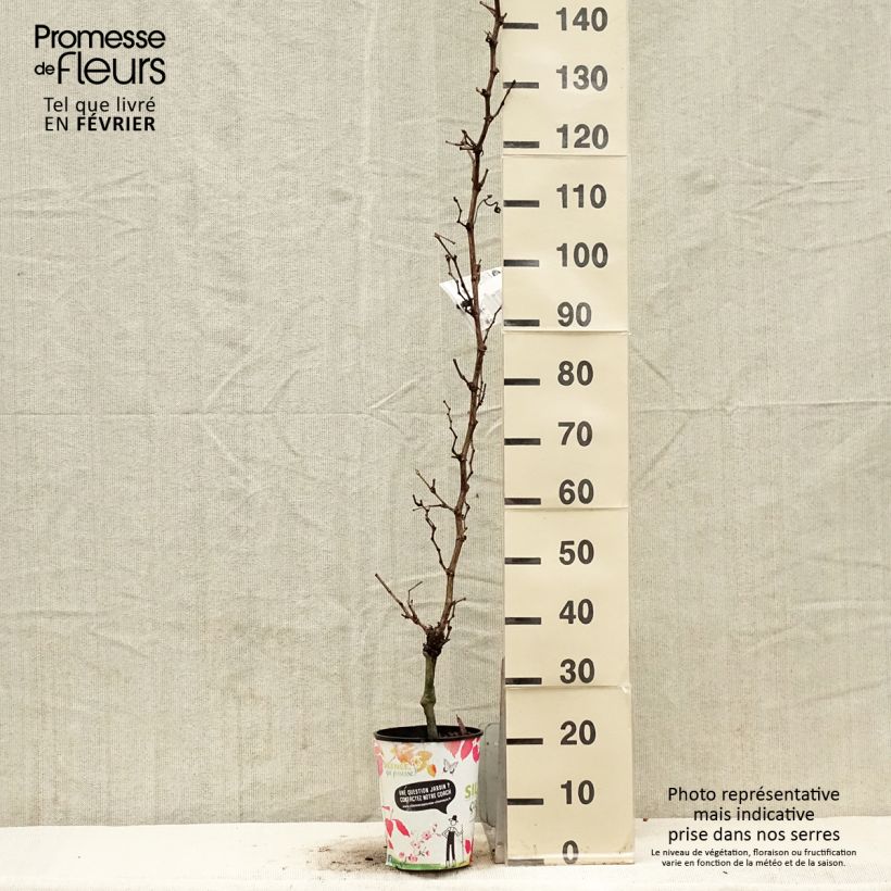 Vitis vinifera Evita - Grape vine 4L/5L pot sample as delivered in winter