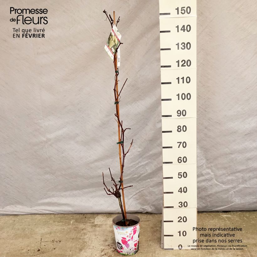 Vitis vinifera Fanny - Grape Vine 4L/5L pot sample as delivered in winter