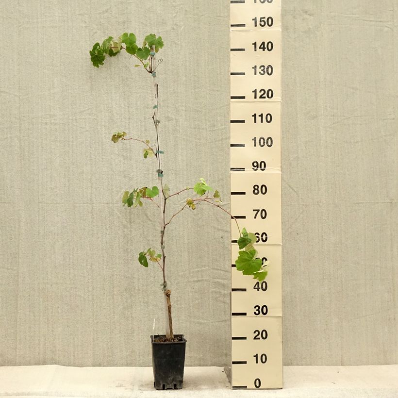 Vitis Fragola Nera - Strawberry vine 4L/5L pot sample as delivered in summer