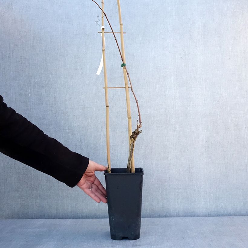 Vitis vinifera Italia - Grape vine 1.5L/2L pot sample as delivered in winter