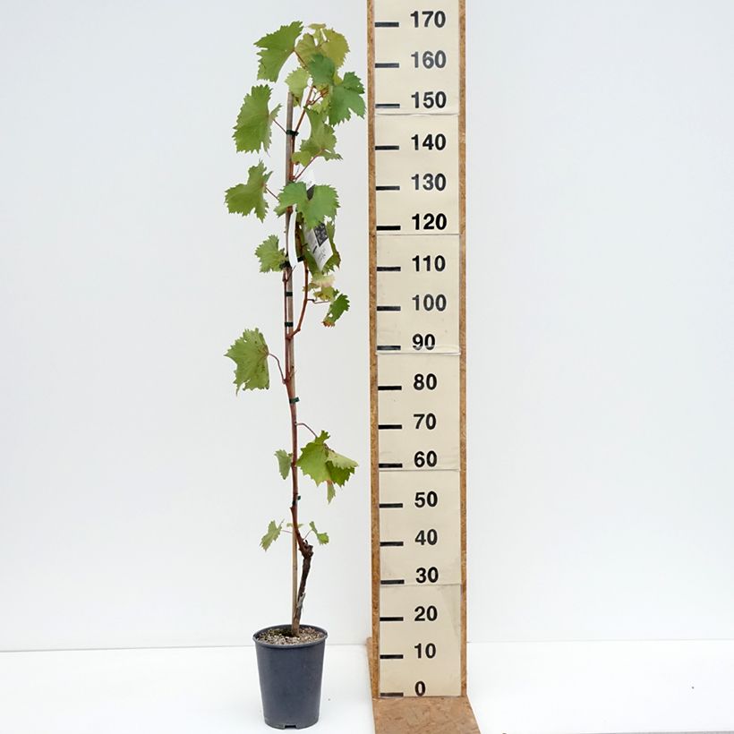 Vitis vinifera Katharina - Grape vine 4L/5L pot sample as delivered in autumn