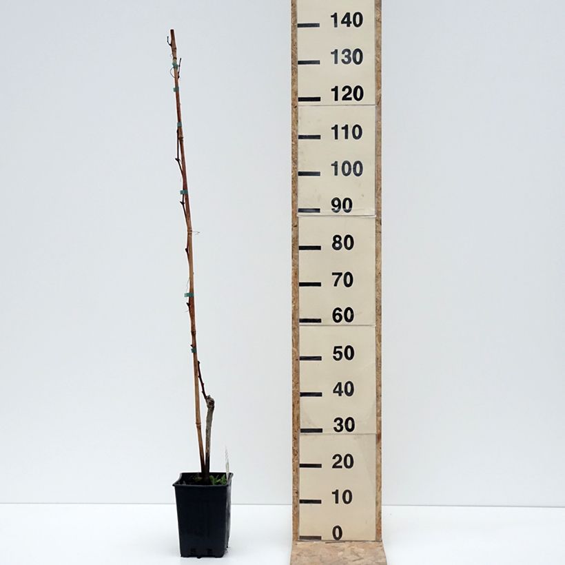 Vitis vinifera Moscato Monregalese - Grapevine 1.5L/2L pot sample as delivered in winter