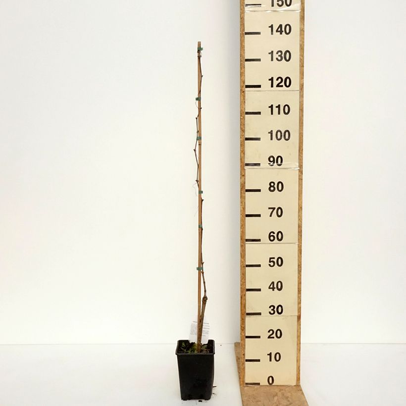 Vitis vinifera Moscato Monregalese - Grapevine 1.5L/2L pot sample as delivered in spring