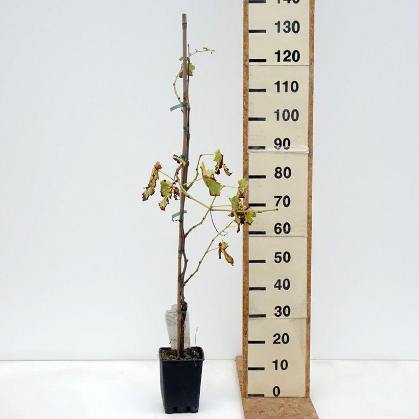 Vitis vinifera Moscato Terracina - Grapevine 1.5L/2L pot sample as delivered in autumn