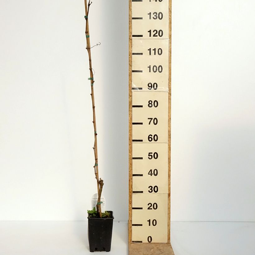 Vitis vinifera Moscato Terracina - Grapevine 1.5L/2L pot sample as delivered in spring