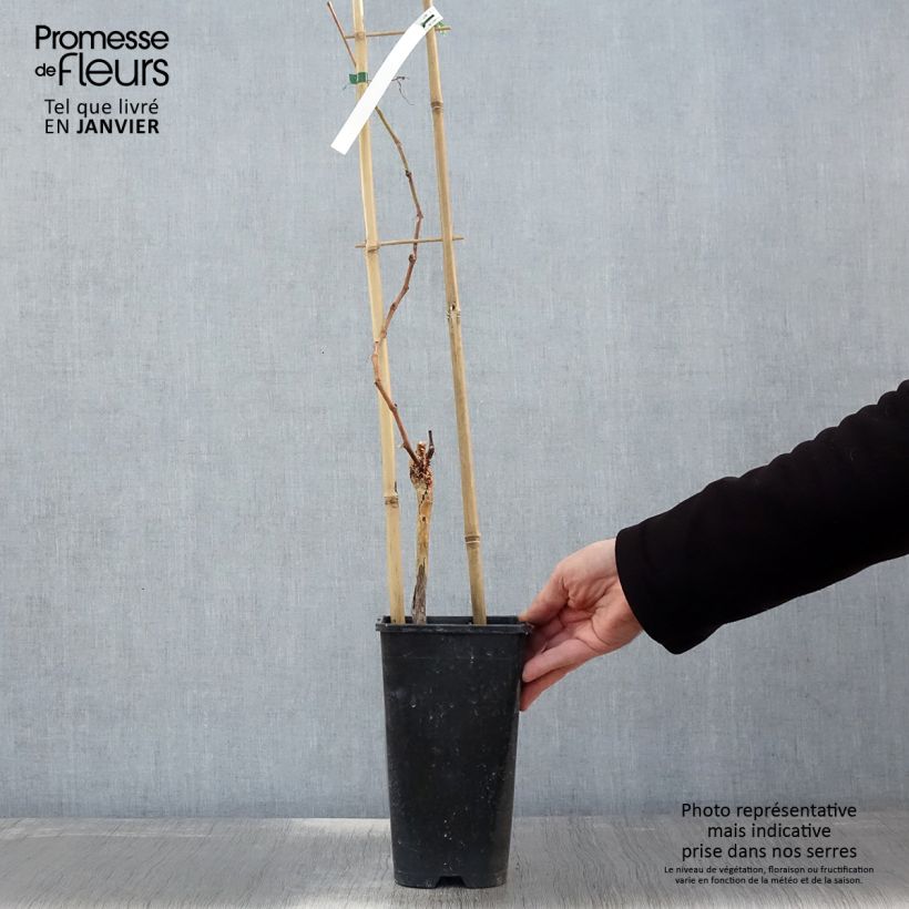 Vitis vinifera Muscat de Hambourg - Grape vine 1.5L/2L pot sample as delivered in winter