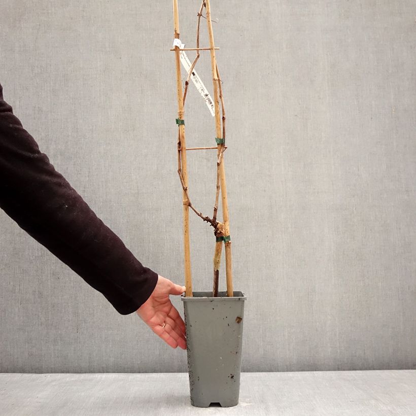 Vitis vinifera Muscat Rouge De Madere - Grape vine 2L/3L pot sample as delivered in winter