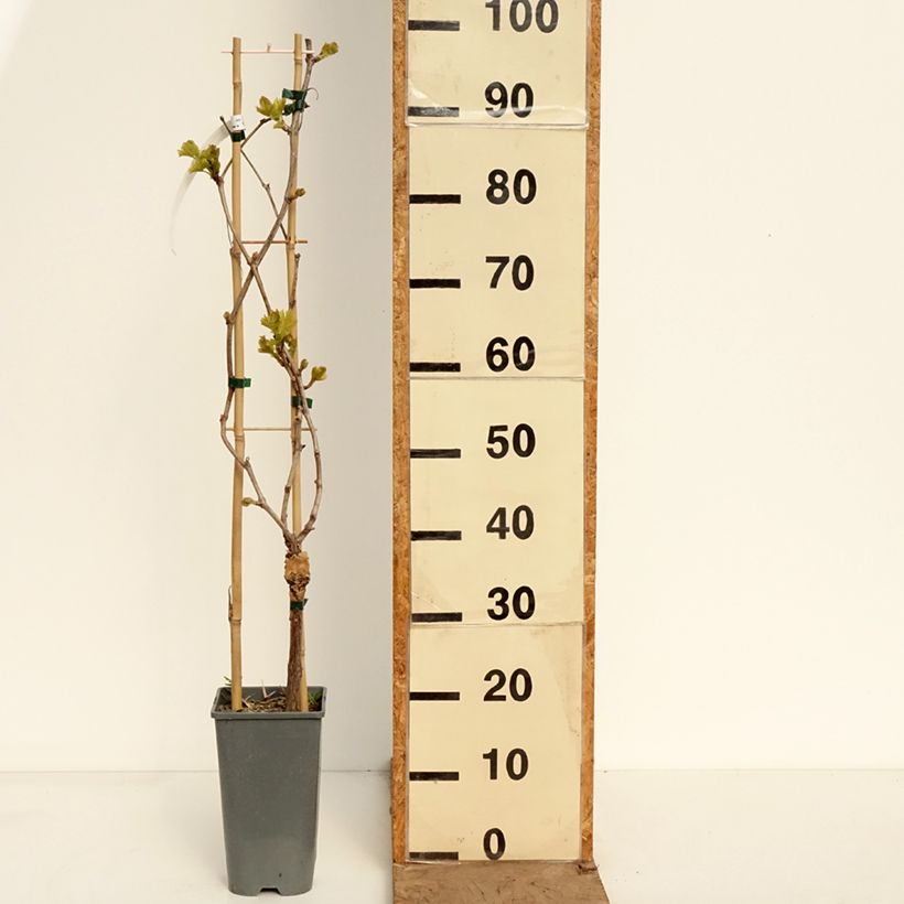 Vitis vinifera Muscat Rouge De Madere - Grape vine 2L/3L pot sample as delivered in spring