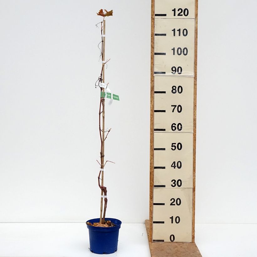 Vitis Nathy-Sauvignac Vign'Happy Fruitality - Grapevine 3L/4L pot sample as delivered in autumn