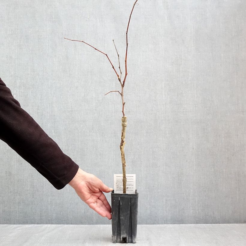 Vitis vinifera Nebbiolo - Grape vine 1.5L/2L pot sample as delivered in autumn