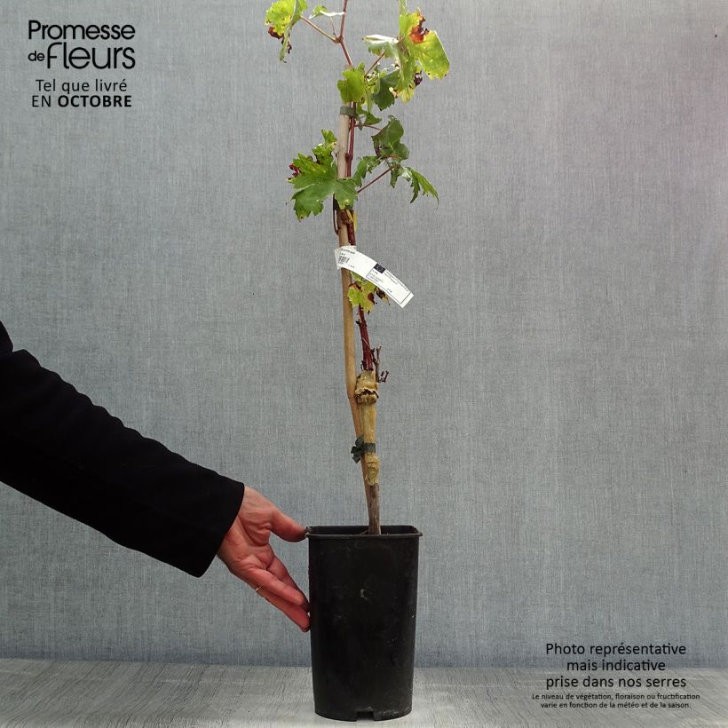 Vitis vinifera Perlette - Grape Vine 2L/3L pot sample as delivered in autumn