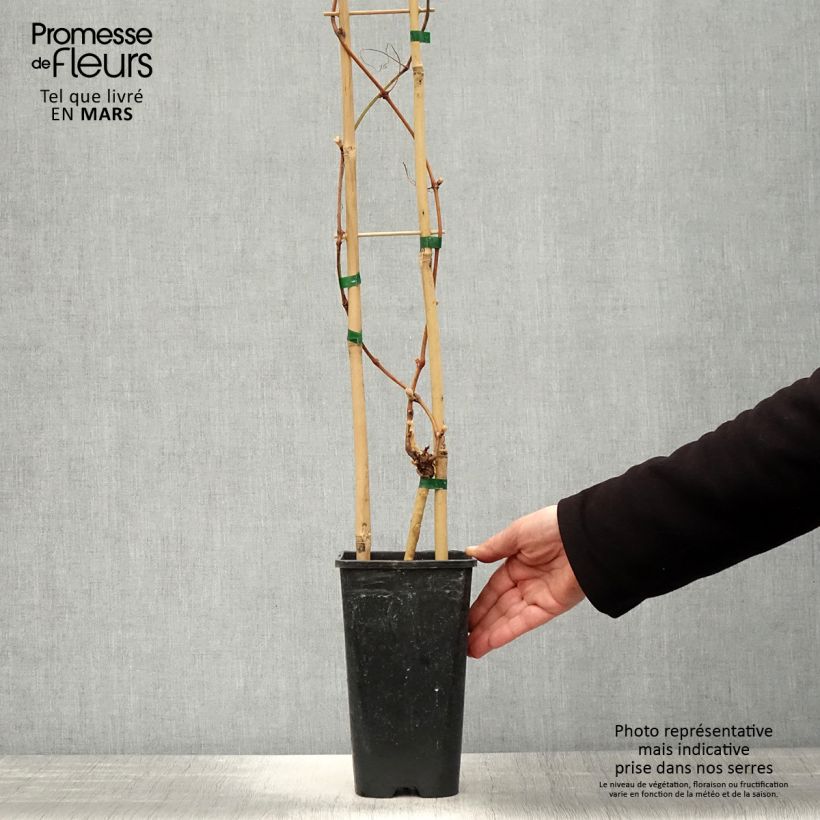 Vitis vinifera Petit Verdot - Grape vine 2L/3L pot sample as delivered in spring