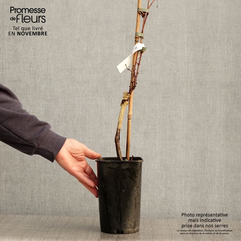 Vitis vinifera Pied de Perdrix - Grape Vine 2L/3L pot sample as delivered in autumn