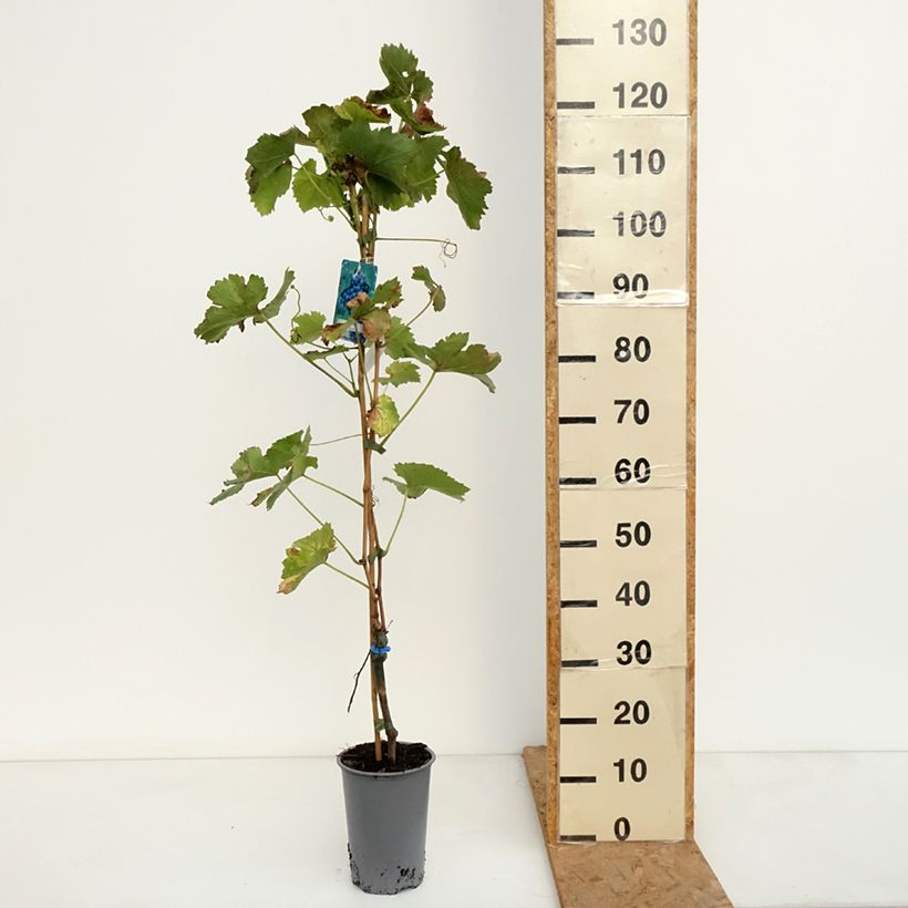 Vitis vinifera Regent 2L/3L pot sample as delivered in autumn