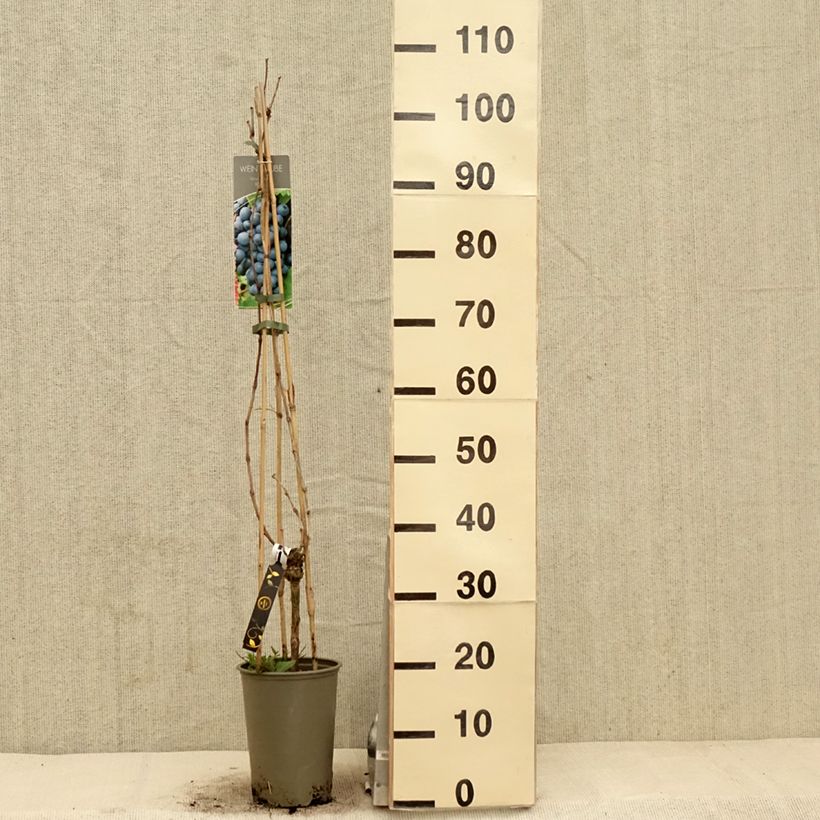 Vitis vinifera Regent 2L/3L pot sample as delivered in spring