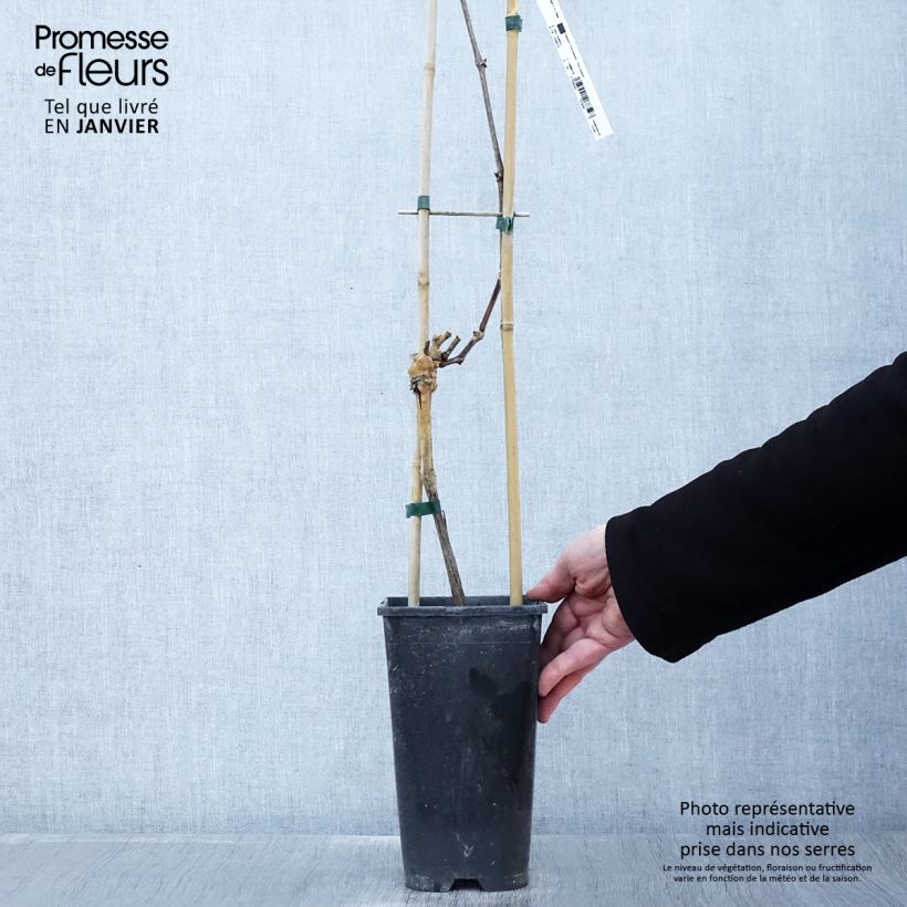 Vitis vinifera Riesling - Grape Vine 1.5L/2L pot sample as delivered in winter