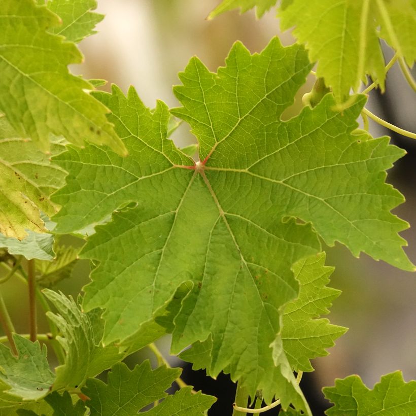 Vitis vinifera Ametista - Grape vine (Foliage)