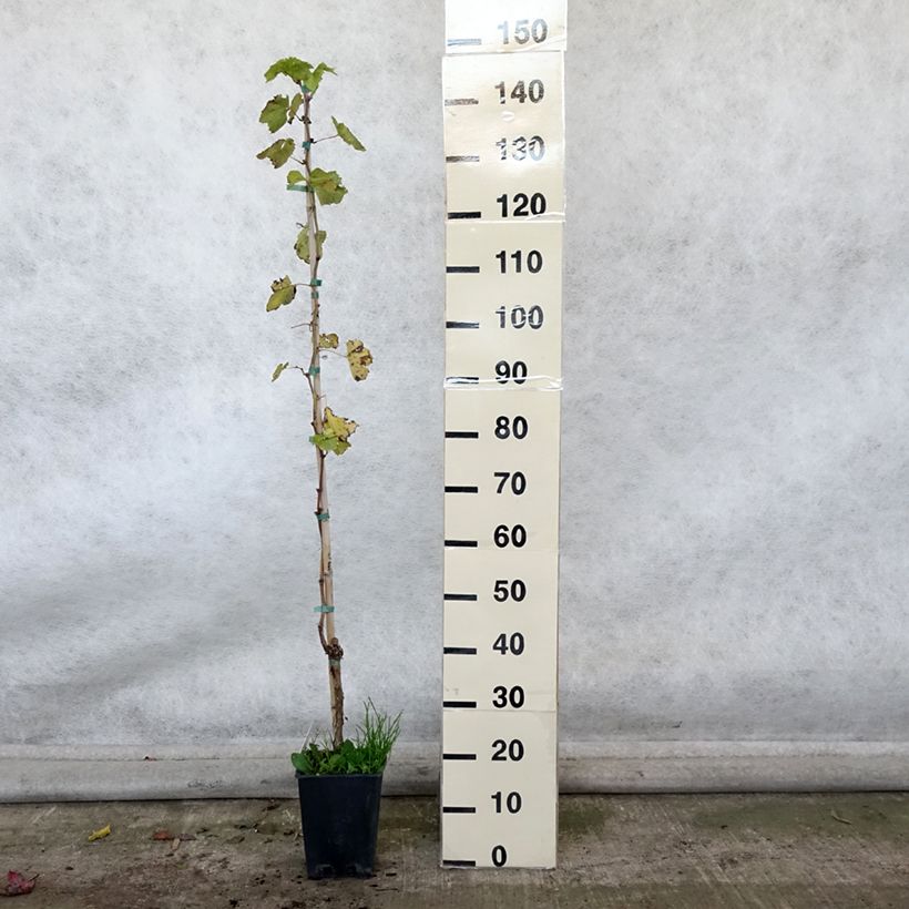 Vitis vinifera Sultanica bianca - Grape Vine 1.5L/2L pot sample as delivered in autumn