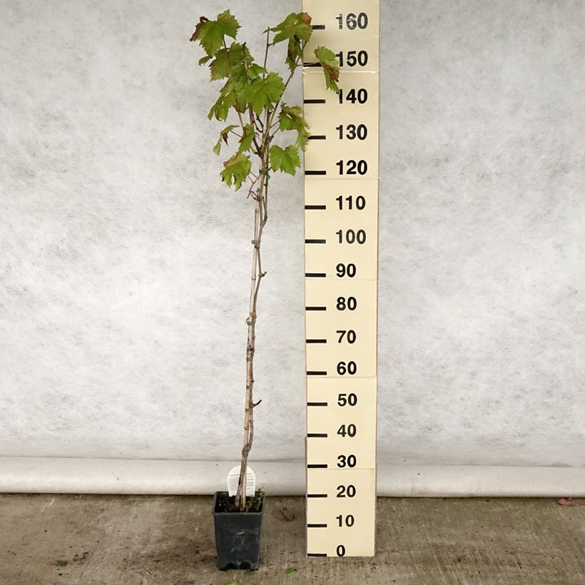 Vitis vinifera Sultanica bianca - Grape Vine 1.5L/2L pot sample as delivered in summer