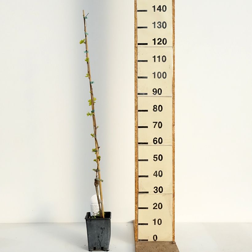 Vitis vinifera Sultanica bianca - Grape Vine 1.5L/2L pot sample as delivered in spring