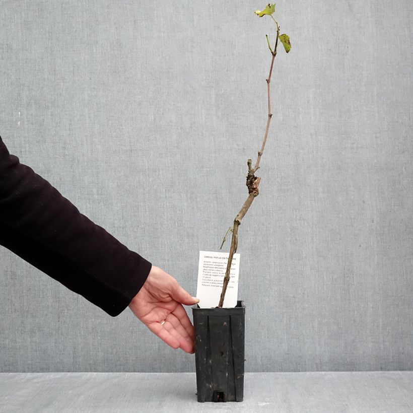 Vitis vinifera Sauvignon Blanc - Grape Vine 1L/1.5L pot sample as delivered in autumn