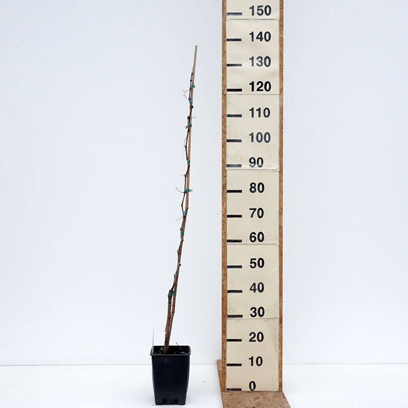 Vitis vinifera Smeralda - Grapevine 1.5L/2L pot sample as delivered in winter