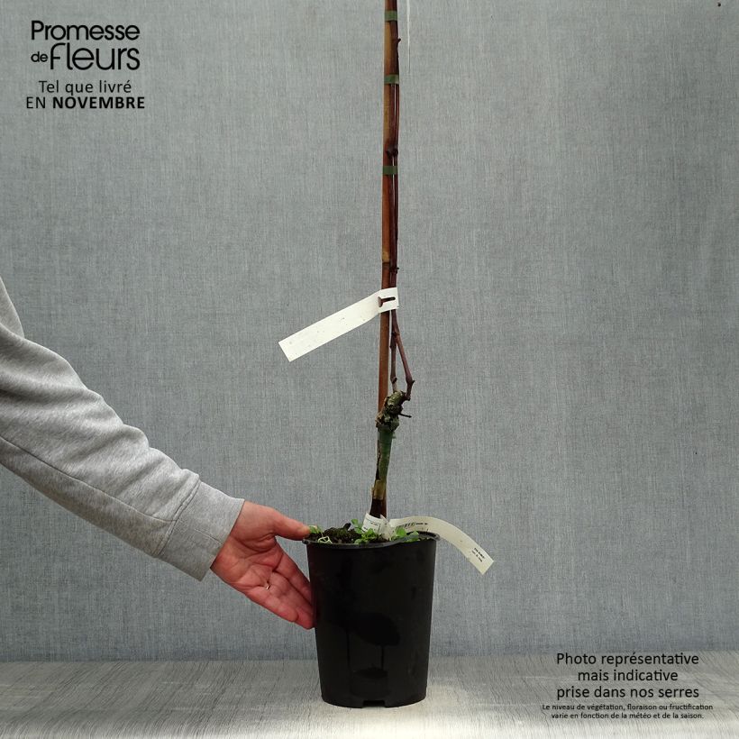 Vitis vinifera Venus - Grape Vine 1.5L/2L pot sample as delivered in autumn