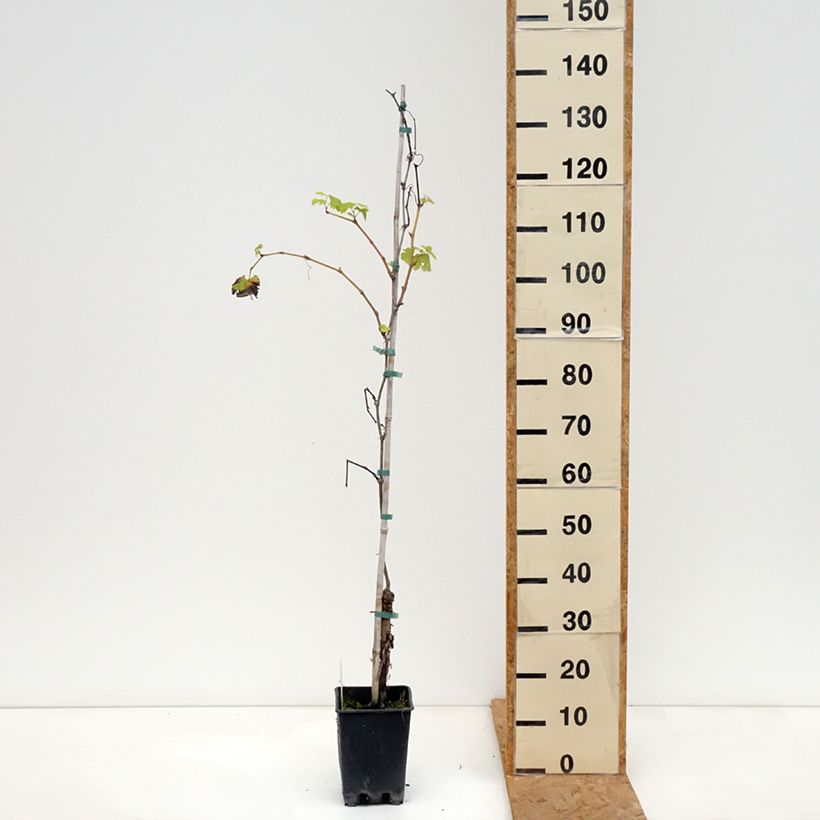 Vitis vinifera Verdea blanche - Grape vine 1.5L/2L pot sample as delivered in autumn