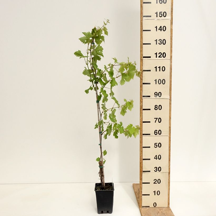 Vitis vinifera Verdea blanche - Grape vine 1.5L/2L pot sample as delivered in spring