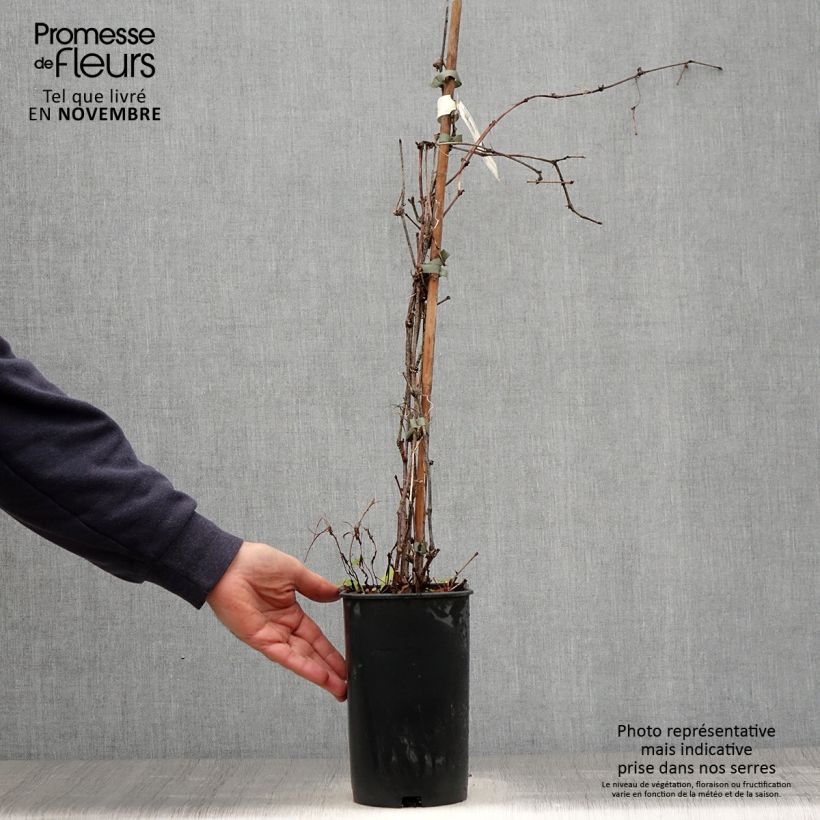 Ampelopsis brevipedunculata Elegans - Porcelainberry 3L/4L pot sample as delivered in autumn