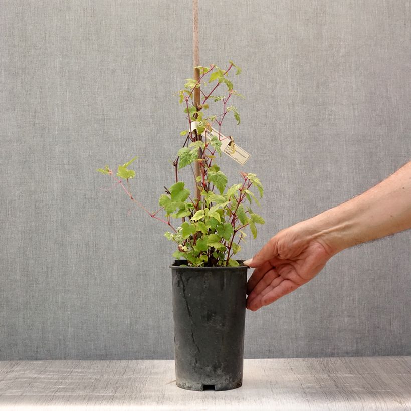 Ampelopsis brevipedunculata Elegans - Porcelainberry 3L/4L pot sample as delivered in summer