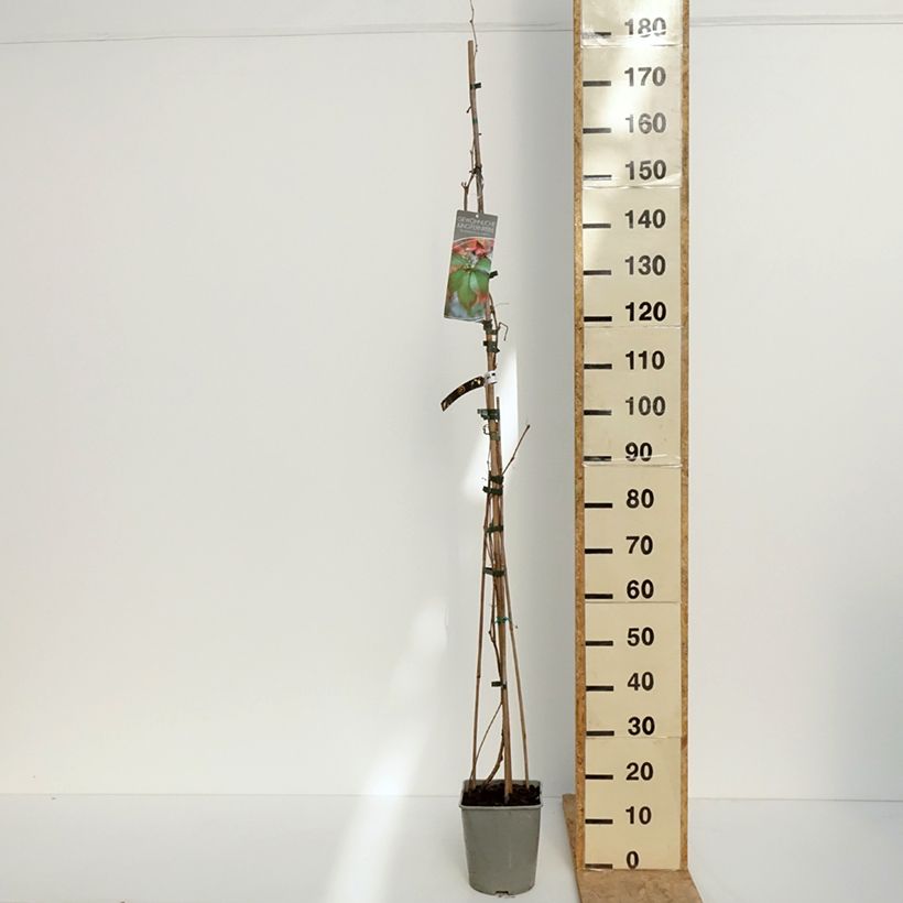 Parthenocissus viteacea 4L/5L pot sample as delivered in spring