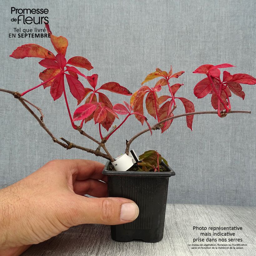Parthenocissus henryana 8/9 cm pot sample as delivered in autumn