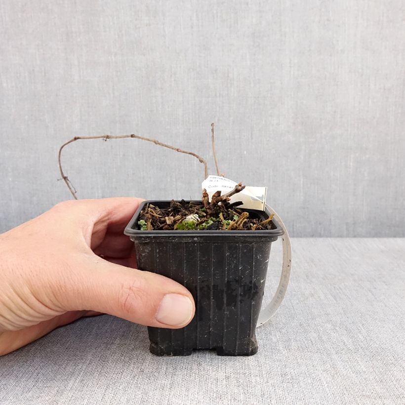 Parthenocissus henryana 8/9 cm pot sample as delivered in spring