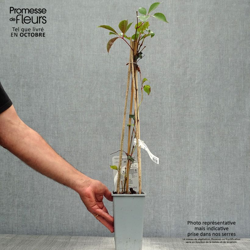 Parthenocissus henryana 2L/3L pot sample as delivered in autumn