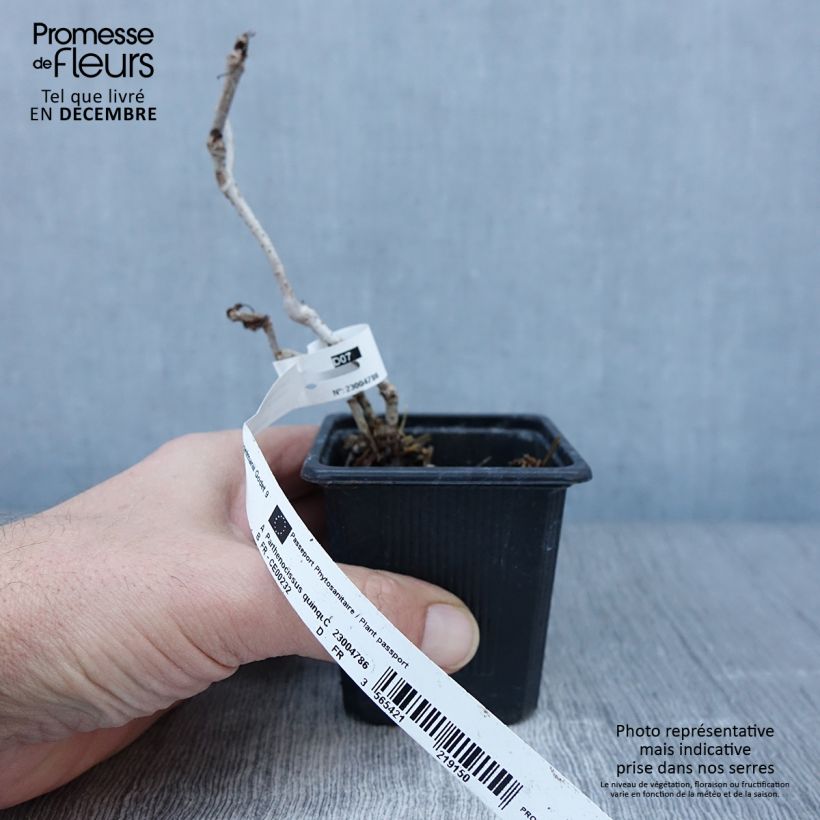 Parthenocissus quinquefolia Engelmannii - Virginia Creeper 8/9 cm pot sample as delivered in autumn